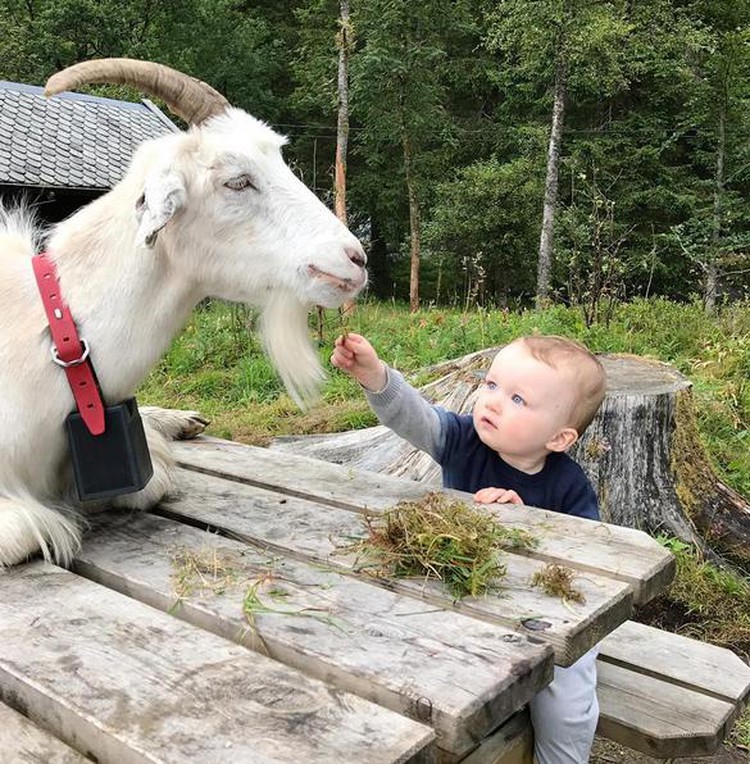 Aksi Bocah Bermain Dengan Hewan Ternak